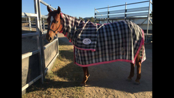 Black and Pink Combo Rug