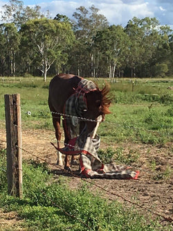 Rug Repairs